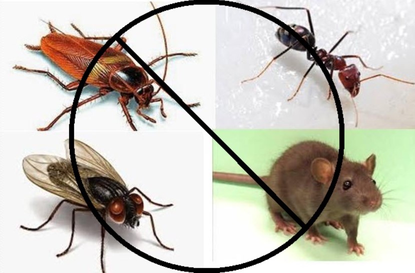 Cara Alami Mengusir dan Membasmi Semut, Lalat, Kecoa dan Tikus