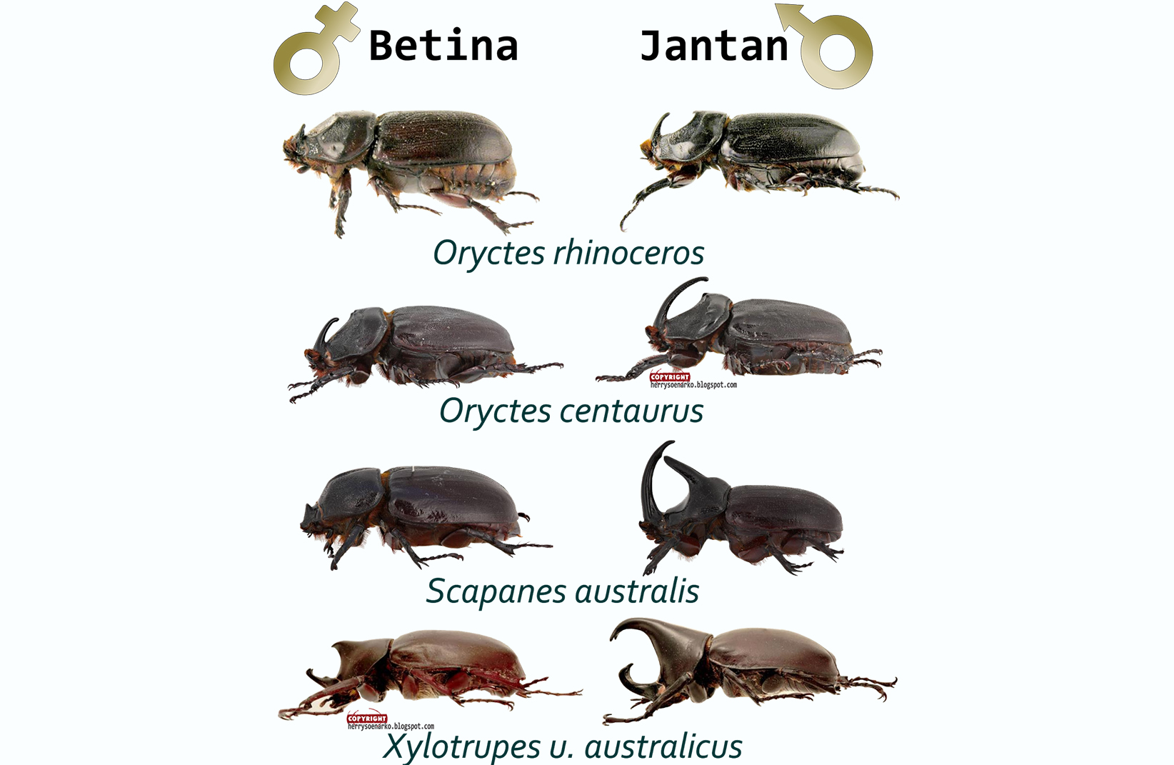 Yuk, Mengenal Lebih dekat dengan Kumbang Tanduk Jepang