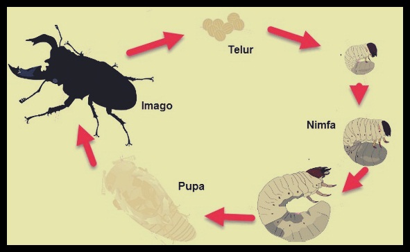 Yuk, Mengenal Lebih dekat dengan Kumbang Tanduk Jepang