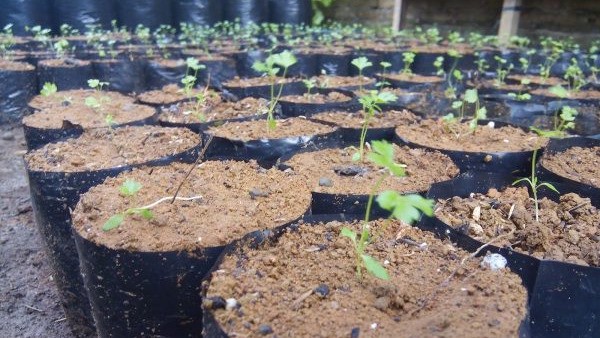Cara Sukses Menanam Tomat Costoluto Genovese dalam Polybag