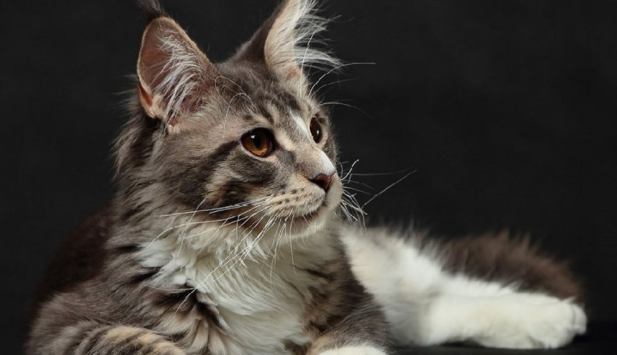 Jenis Kucing Maine Coon | Kepribadian, Karakteristik, Dan Perawatan