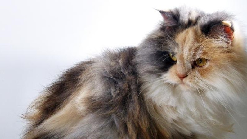 Jenis Kucing Anggora | Kepribadian, Fisik, Dan Cara Perawatan