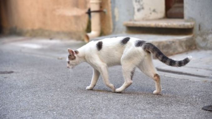 Kucing Jalanan 3 Jenis Kucing Kampung, Fakta Dan Perbedaannya