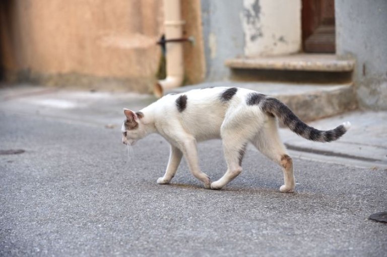 3 Jenis Kucing Kampung, Fakta Dan Perbedaannya