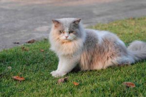 4 Jenis Kucing Persia, Macam Warna dan Cara Merawatnya