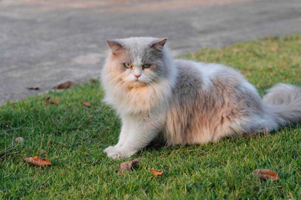 3 Jenis Kucing Persia Sesuai Bentuk Hidung Dan Warnanya