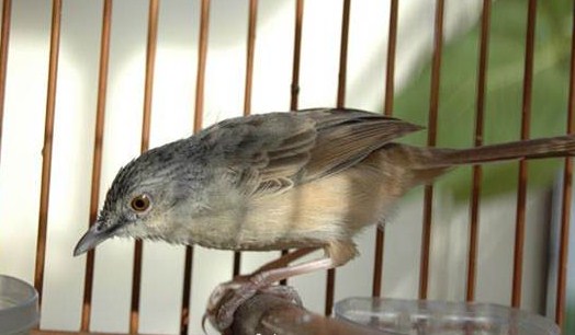 10 Jenis Burung Ciblek Perenjak Jawa yang Ada Di Indonesia
