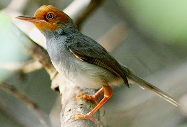 Burung yang Menawan dengan Karakteristik Unik dan Istimewa