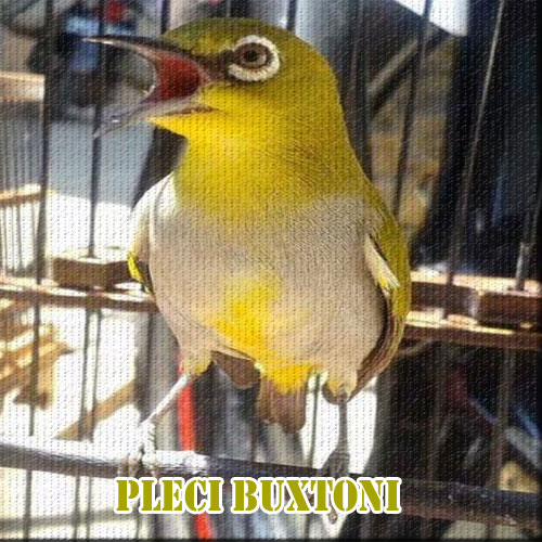 10 Jenis Burung Pleci Silvereye yang Ada Di Berbagai Belahan Dunia