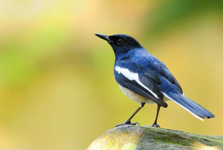 5 Jenis Burung Kacer dan Ciri-Cirinya yang Menjadi Favorit Di Indonesia