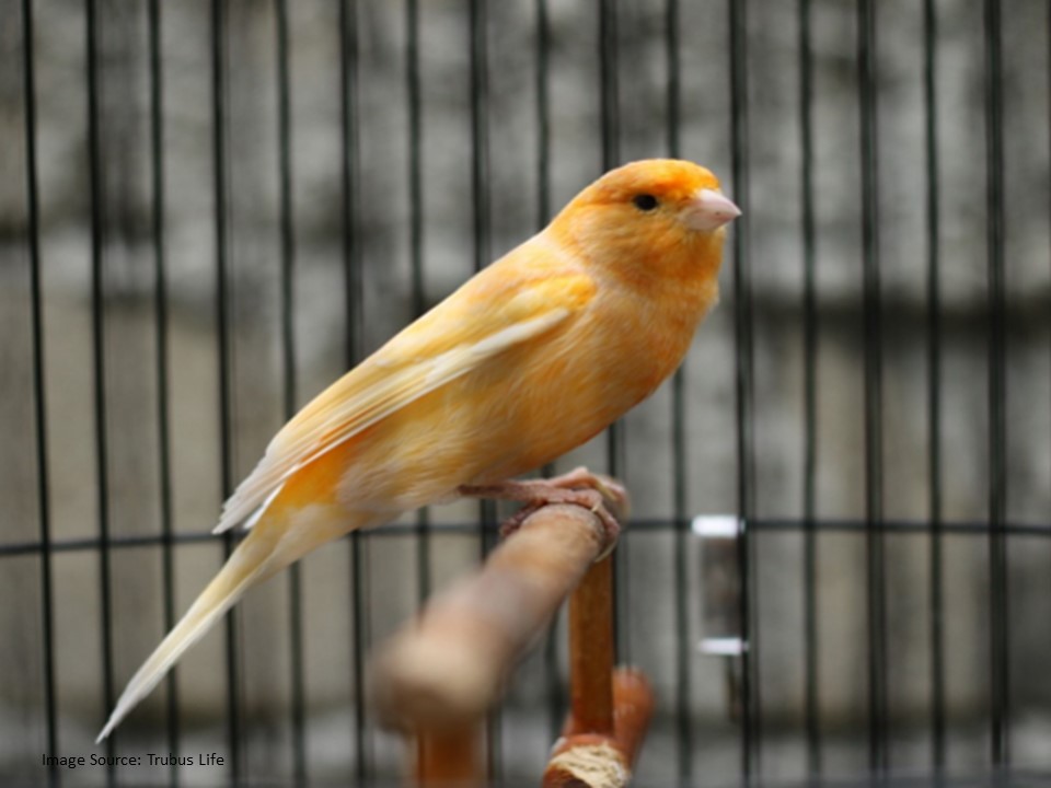 8 Jenis Burung Kicau yang Dikenal Memiliki Suara Indah dan Merdu