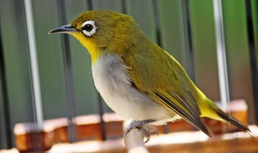 10 Jenis Burung Pleci Silvereye yang Ada Di Berbagai Belahan Dunia