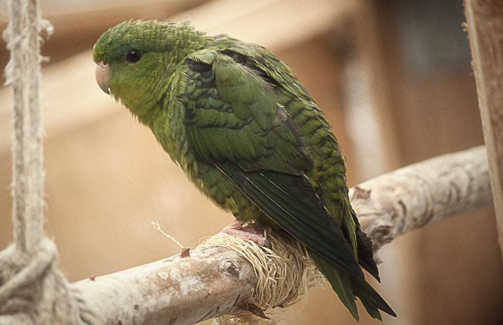 10 Jenis Burung Parkit Kecil Lucu yang Ada Di Dunia Cocok Dipelihara