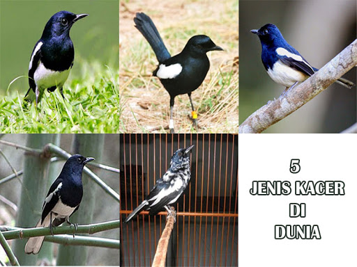 5 Jenis Burung Kacer dan Ciri-Cirinya yang Menjadi Favorit Di Indonesia