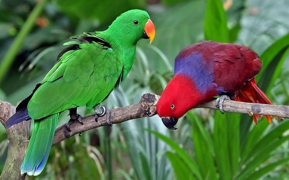 10 Jenis Burung Nuri yang Dapat Dipelihara dan yang Dilindungi