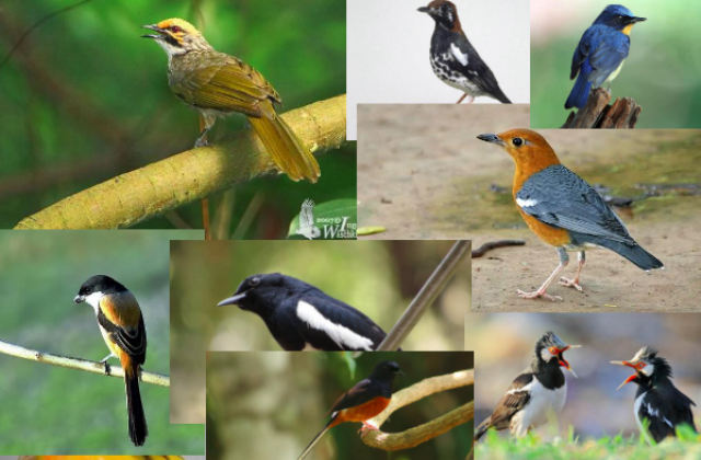 8 Jenis Burung Kicau yang Dikenal Memiliki Suara Indah dan Merdu