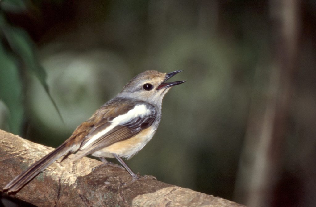 5 Jenis Burung Kacer dan Ciri-Cirinya yang Menjadi Favorit Di Indonesia