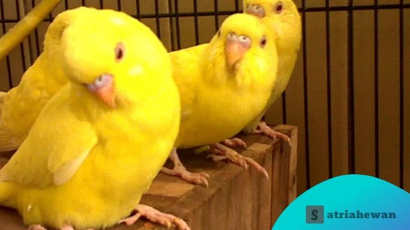 10 Jenis Burung Parkit Kecil Lucu yang Ada Di Dunia Cocok Dipelihara