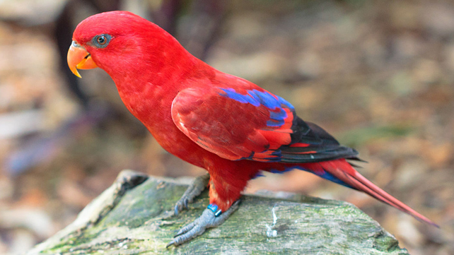 10 Jenis Burung Nuri yang Dapat Dipelihara dan yang Dilindungi 