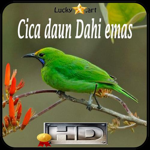 6 Jenis Burung Cucak Ijo atau Cica Daun Gacor Favorit