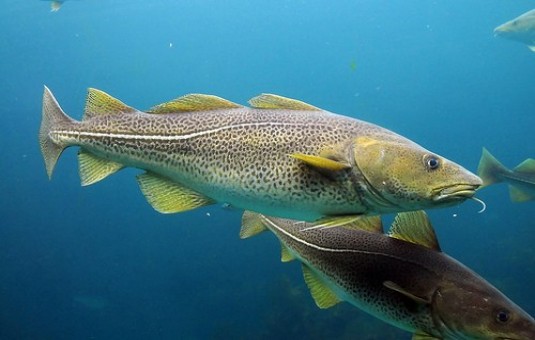 10 Jenis Ikan Laut yang Bergizi dan Banyak Dikonsumsi Manusia