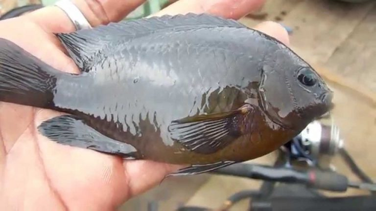 10 Jenis Ikan Kakap yang Banyak Dibudidayakan Di Indonesia dan Di Dunia
