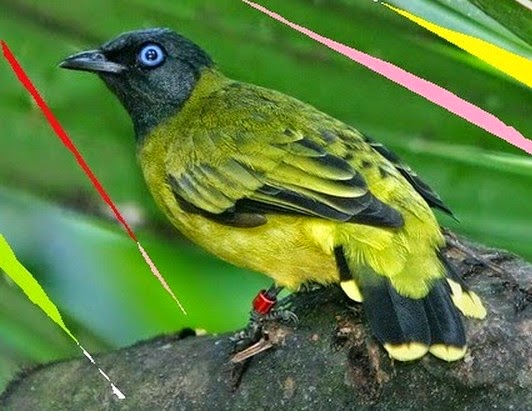 12 Macam Jenis Burung Kutilang yang Populer Di Dunia