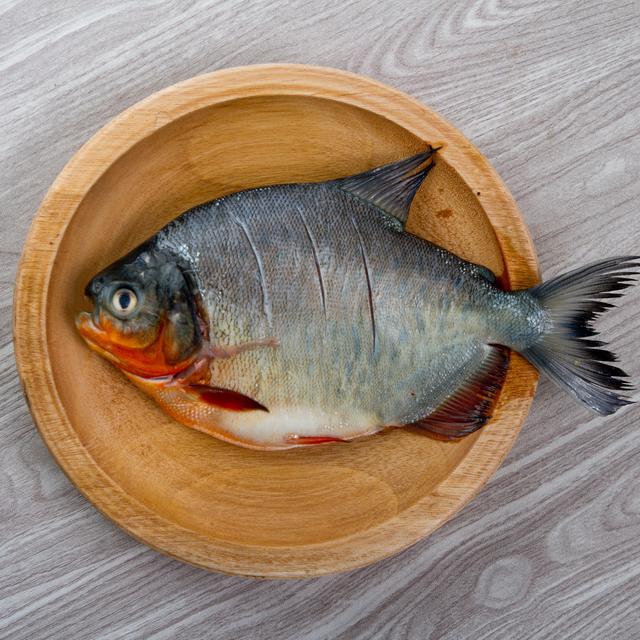 10 Jenis Ikan Air Tawar yang Baik Dikonsumsi Oleh Manusia