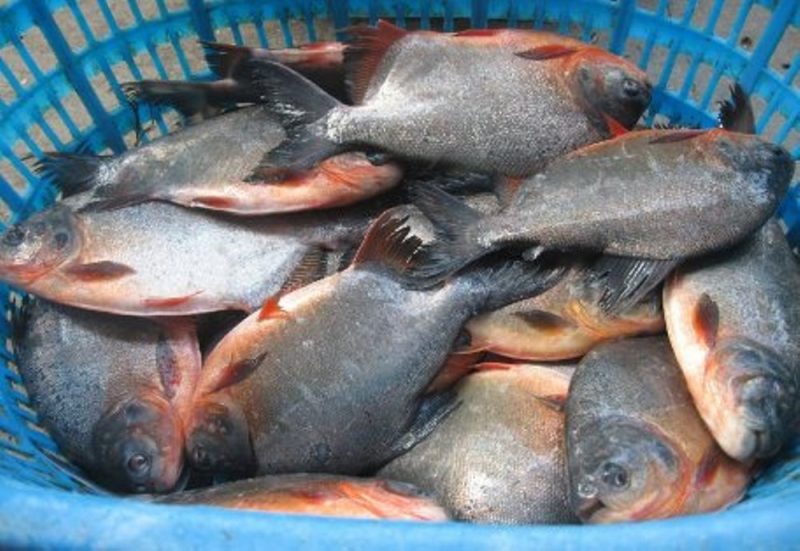 13 Jenis Ikan Air Payau yang Bagus Dikonsumsi dan Dipelihara