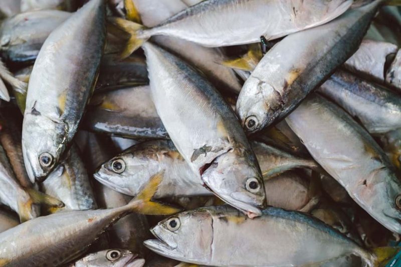 10 Jenis Ikan Laut yang Bergizi dan Banyak Dikonsumsi Manusia