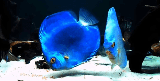 7 Macam Jenis Ikan Discus yang Populer Di Dunia