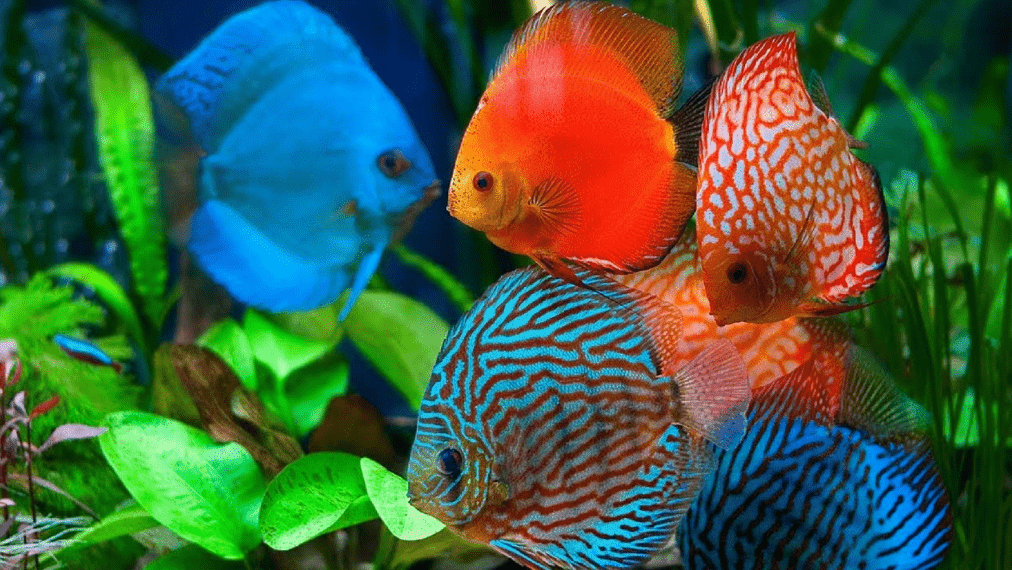 7 Macam Jenis Ikan Discus yang Populer Di Dunia