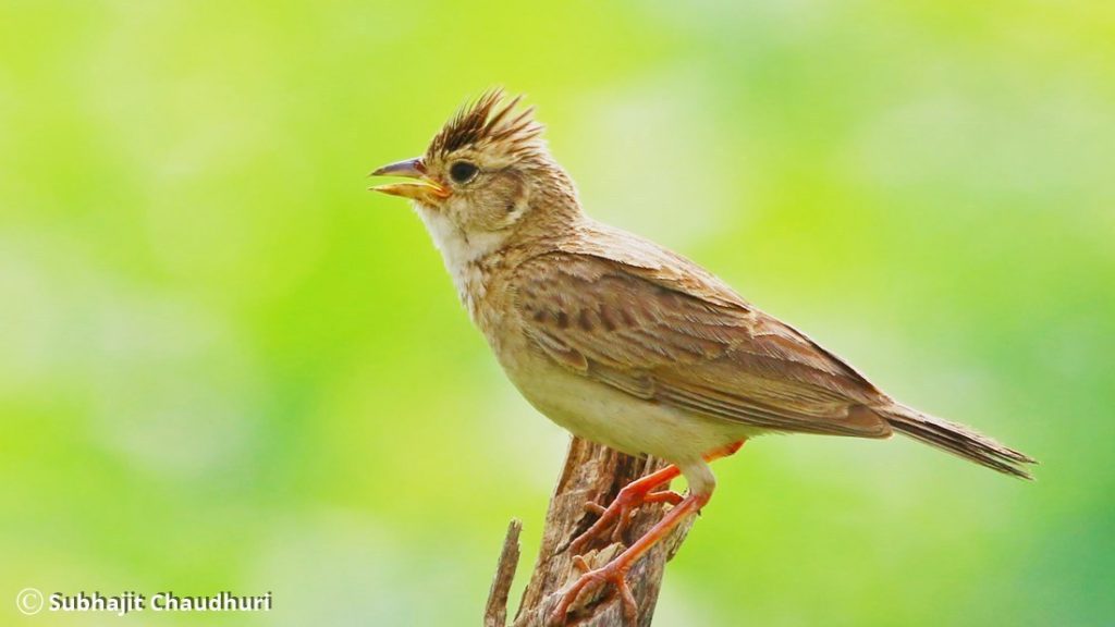 10 Macam Jenis Burung Branjangan Gacor Di Indonesia Populer