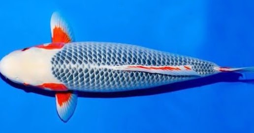 15 Varietas Jenis Ikan Koi yang Banyak Dibidudayakan Di Jepang