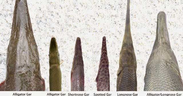 Jenis Ikan Aligator & Fakta Mengenai Predator Air Tawar yang Mengerikan