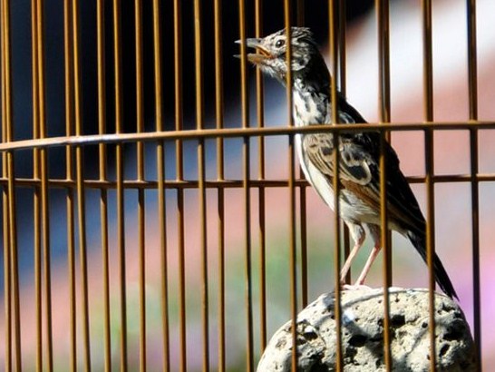 10 Macam Jenis Burung Branjangan Gacor Di Indonesia Populer