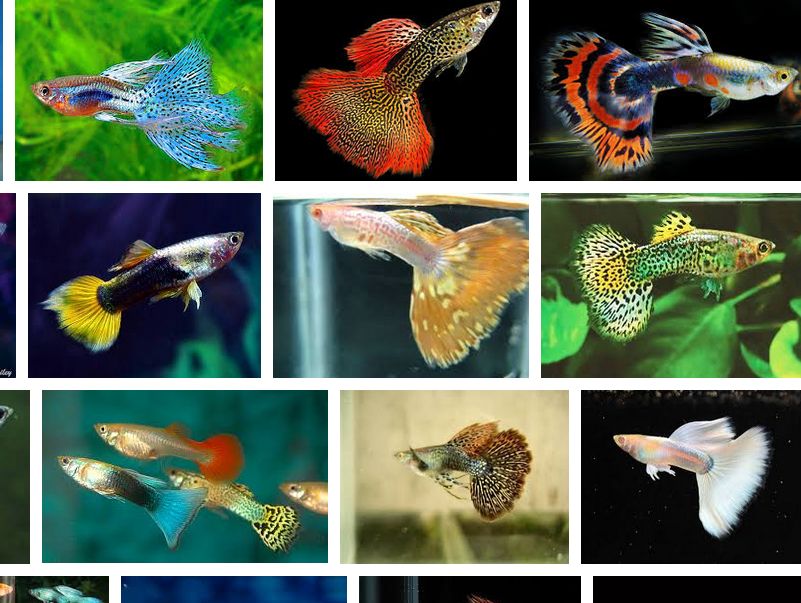 8 Jenis Ikan Guppy Populer dan Faktanya Lengkap Beserta Gambarnya 