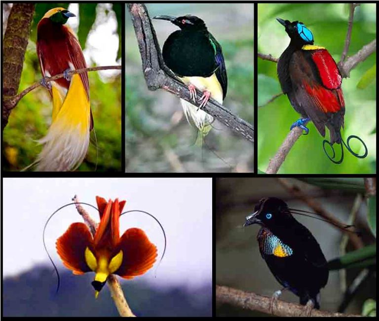 9 Macam Jenis Burung Cendrawasih Menawan Beserta Cirinya