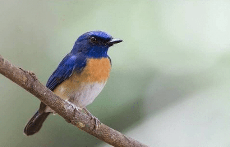 6 Jenis Burung Tledekan Beserta Ciri-Ciri, Karakteristik, & Perawatannya