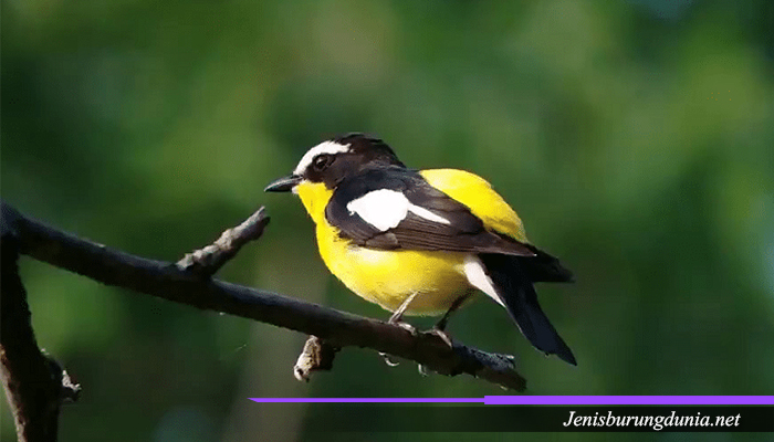 6 Jenis Burung Tledekan Beserta Ciri-Ciri, Karakteristik, & Perawatannya