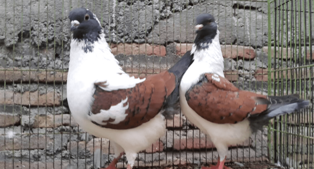 10 Jenis Burung Merpati Cantik dan Indah yang Ada Di Dunia