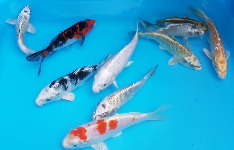 15 Varietas Jenis Ikan Koi yang Banyak Dibidudayakan Di Jepang