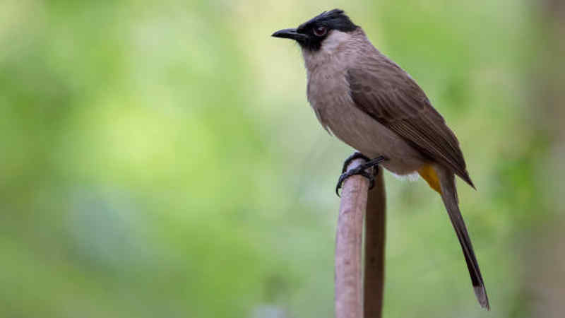 12 Macam Jenis Burung Kutilang yang Populer Di Dunia