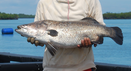 10 Jenis Ikan Kakap yang Banyak Dibudidayakan Di Indonesia dan Di Dunia