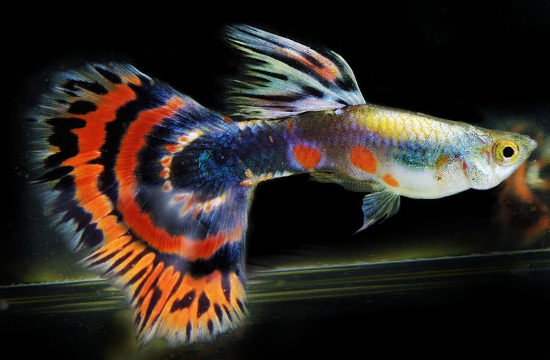 8 Jenis Ikan Guppy Populer dan Faktanya Lengkap Beserta Gambarnya 