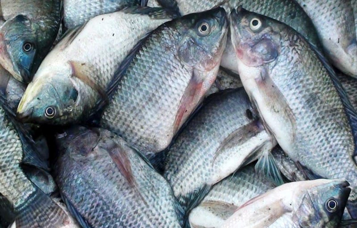 10 Jenis Ikan Air Tawar yang Baik Dikonsumsi Oleh Manusia