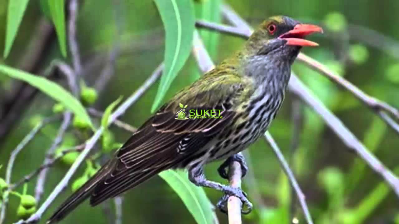 8 Macam Jenis Burung Kepodang Gacor dan Indah yang Populer