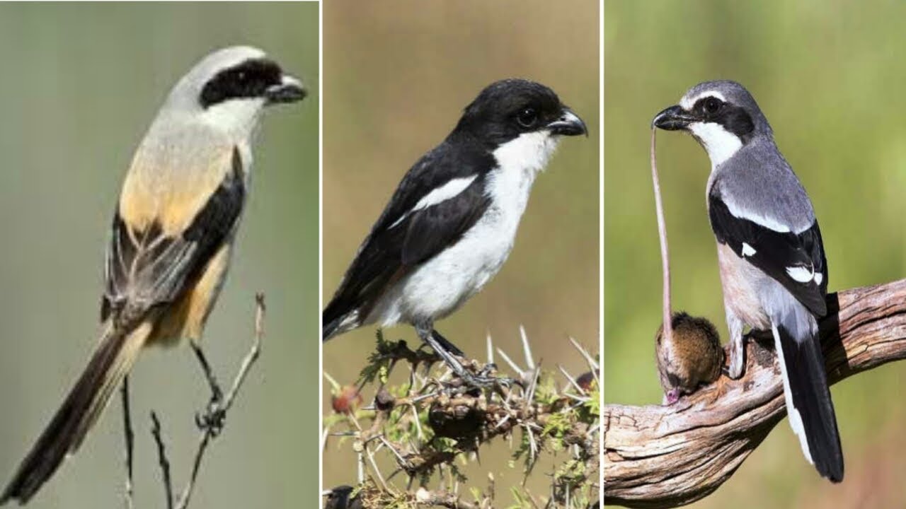 8 Macam Jenis Burung Cendet atau Burung Bentet Populer Dipelihara