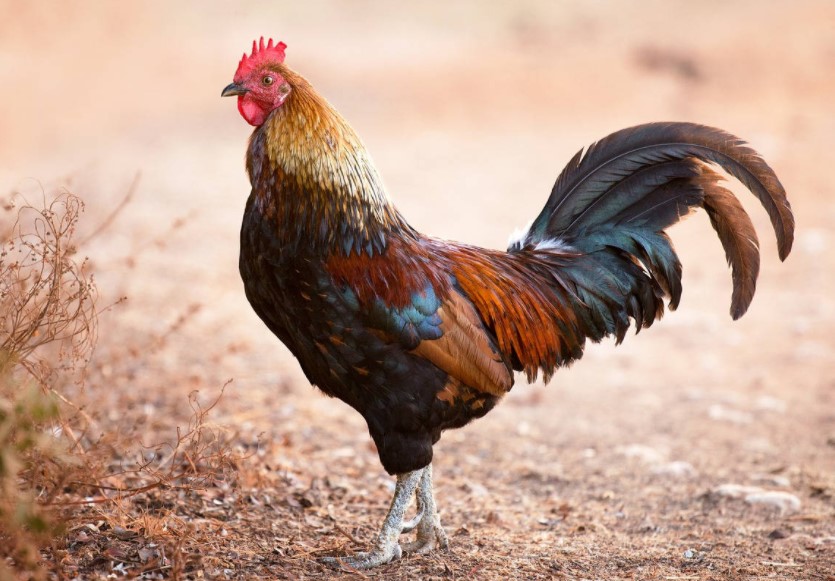 Fase Metamorfosis Ayam, Cara Berkembang Biak dan Jenisnya