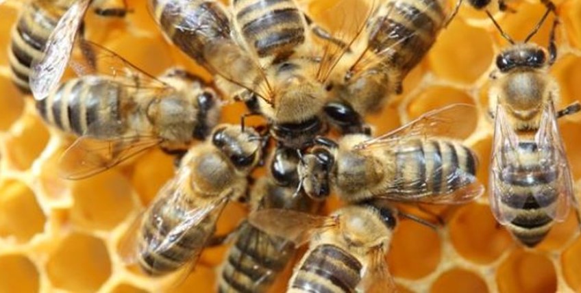 Fase Metamorfosis Lebah (Penjelasan Lengkap)